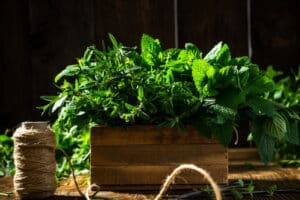 le erbe aromatiche indispensabili in cucina